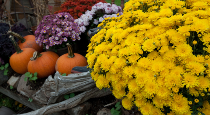 Autumn Garden